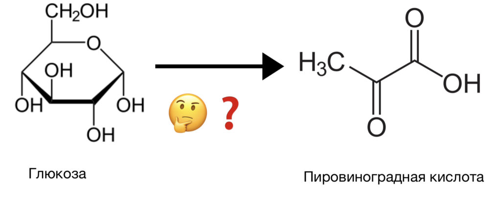 Ферменты: биологические катализаторы и их специфичность